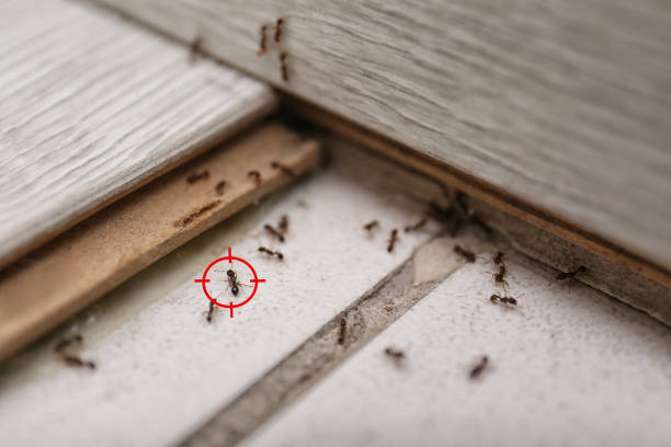 Best Exterminator Services  in Laurel, MS