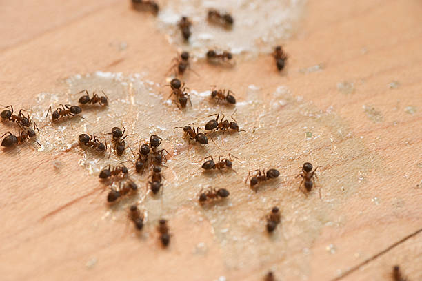 Best Best Pest Control Companies  in Laurel, MS