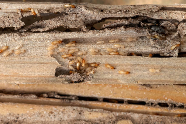 Best Residential Pest Control  in Laurel, MS